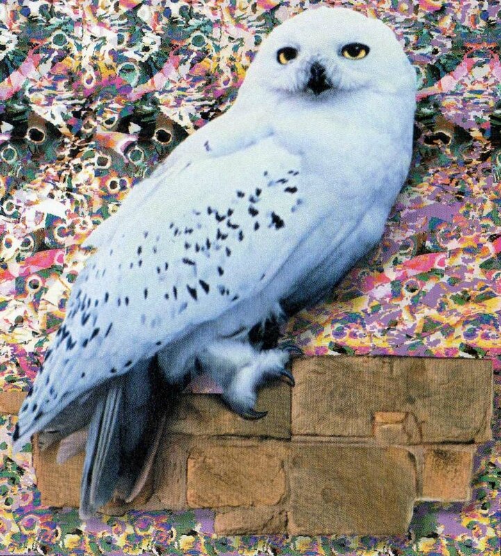 Hedwig