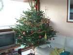 sapin
