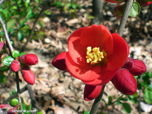 Cognassier_du_Japon_red