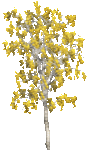 arbre_en_fleurs