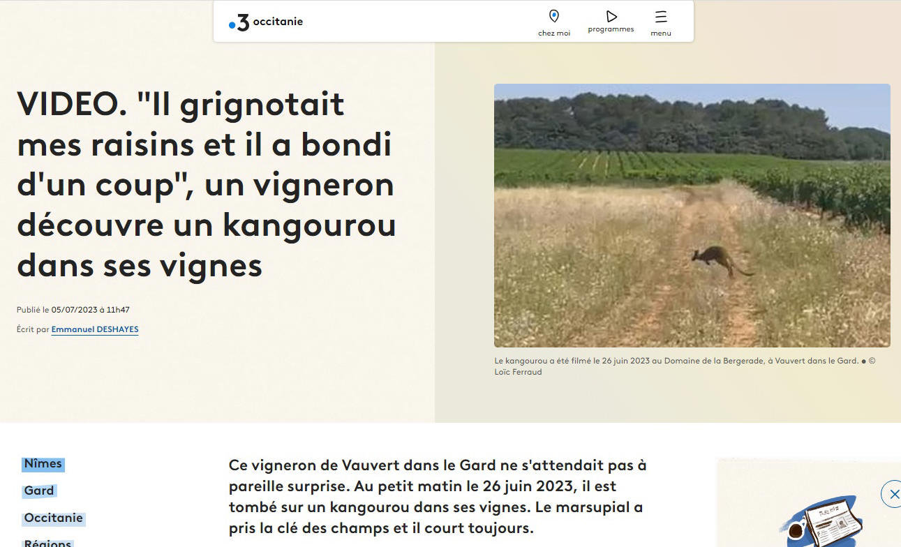 Kangourou vendangeur