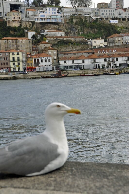 Porto j-p 2014 (72)