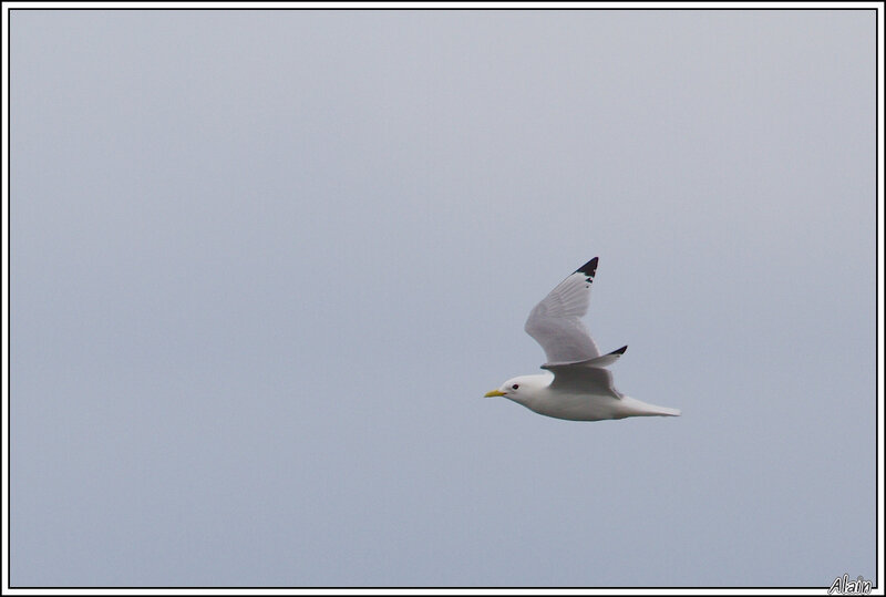 Mouette tridactyle