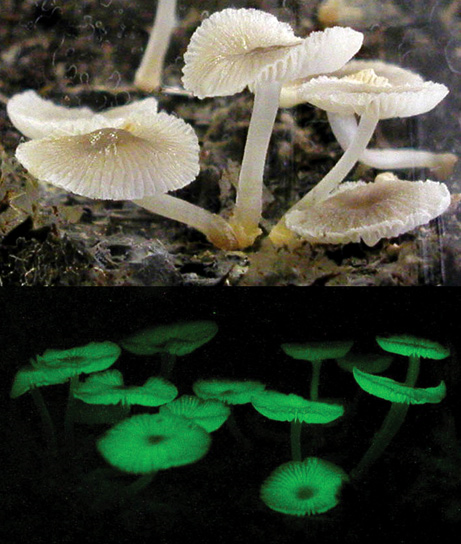 Mycena chlorophos (seen in daylight, top, and in the dark) is the oldest known glowing fungi, identified in the 1800s in Japan's Bonin Islands.