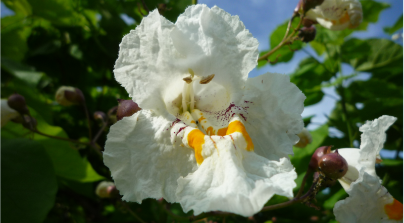 LE BOUQUET DU VENDREDI - PHOTO PRISE LE 11 JUIN 2015