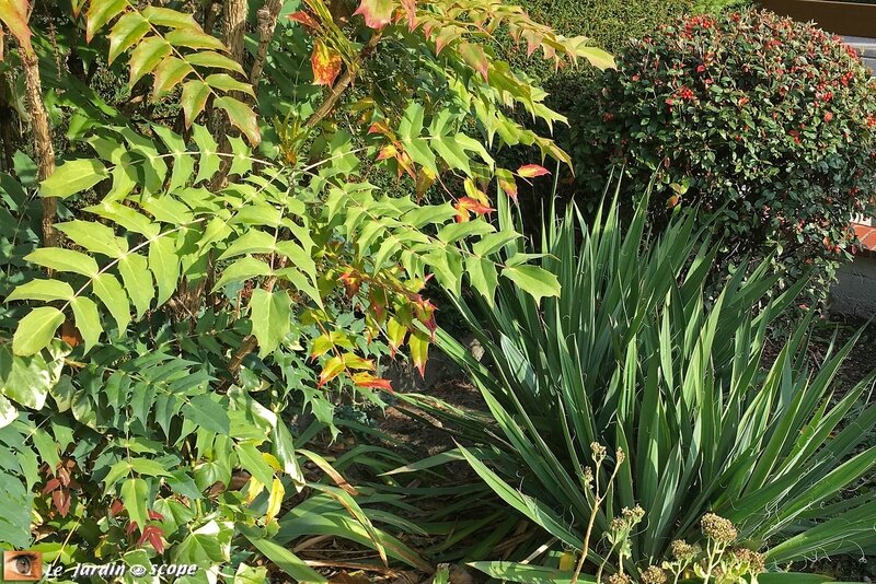 Mahonia et yucca
