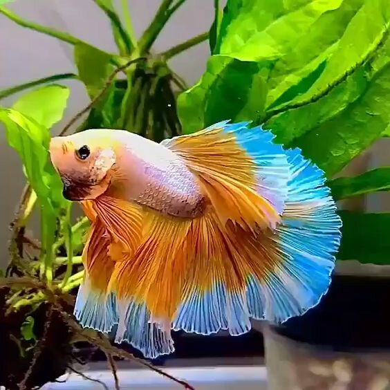 poissons_22