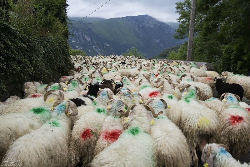 Transhumance_A99A4374b