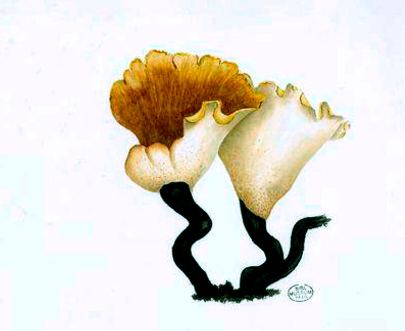 165 Polyporus picipes durus