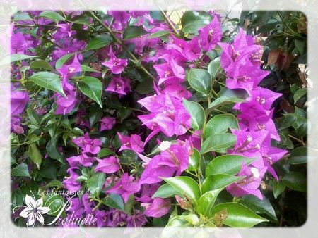 fleurs_baie_de_collioure