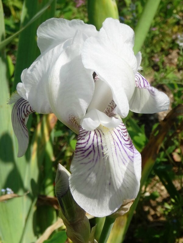 iris pumila