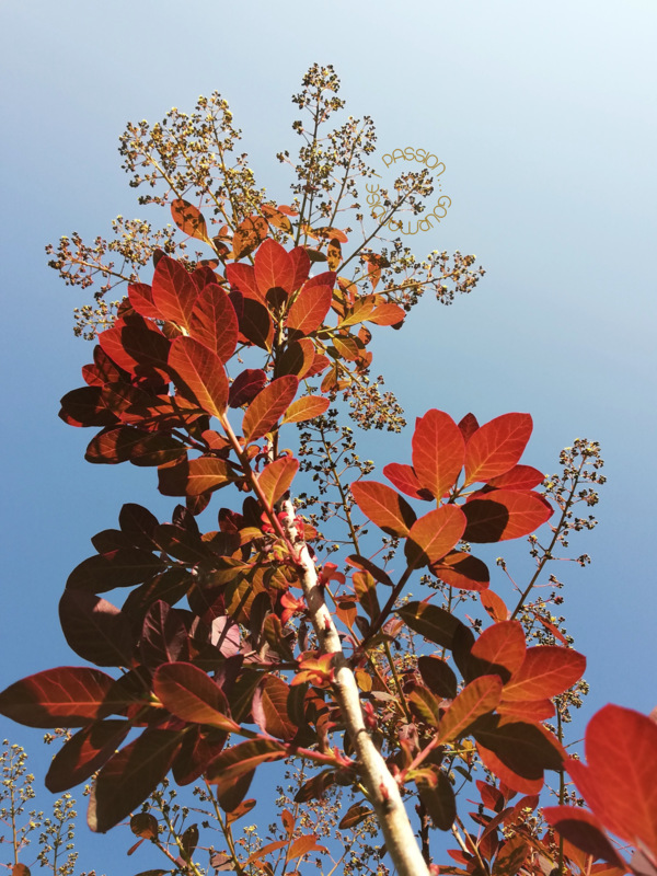 Cotinus pourpre 2020_23