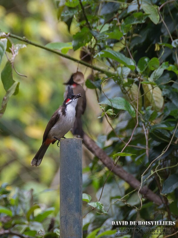 Bulbul orphée (Pycnonotus jocosus) - Île Maurice