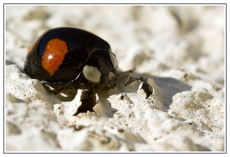 coccinelle_2011_10_25_005_lg