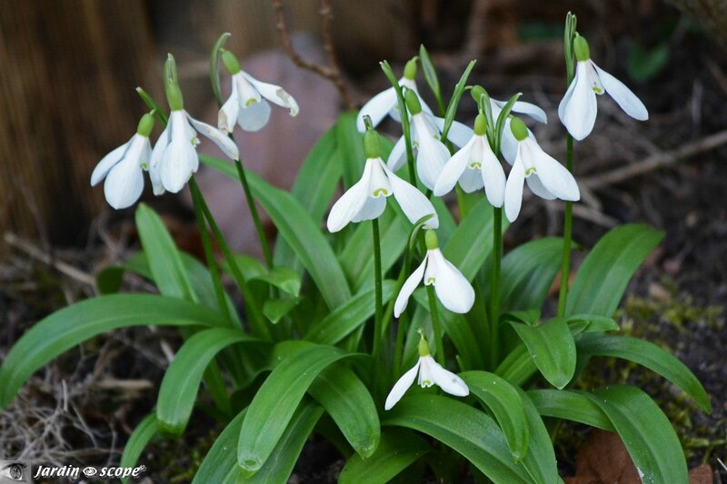 Perce-neige • Galanthus nivalis