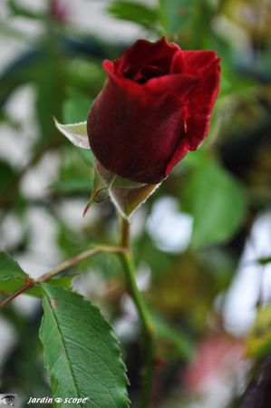 Red-Parfum