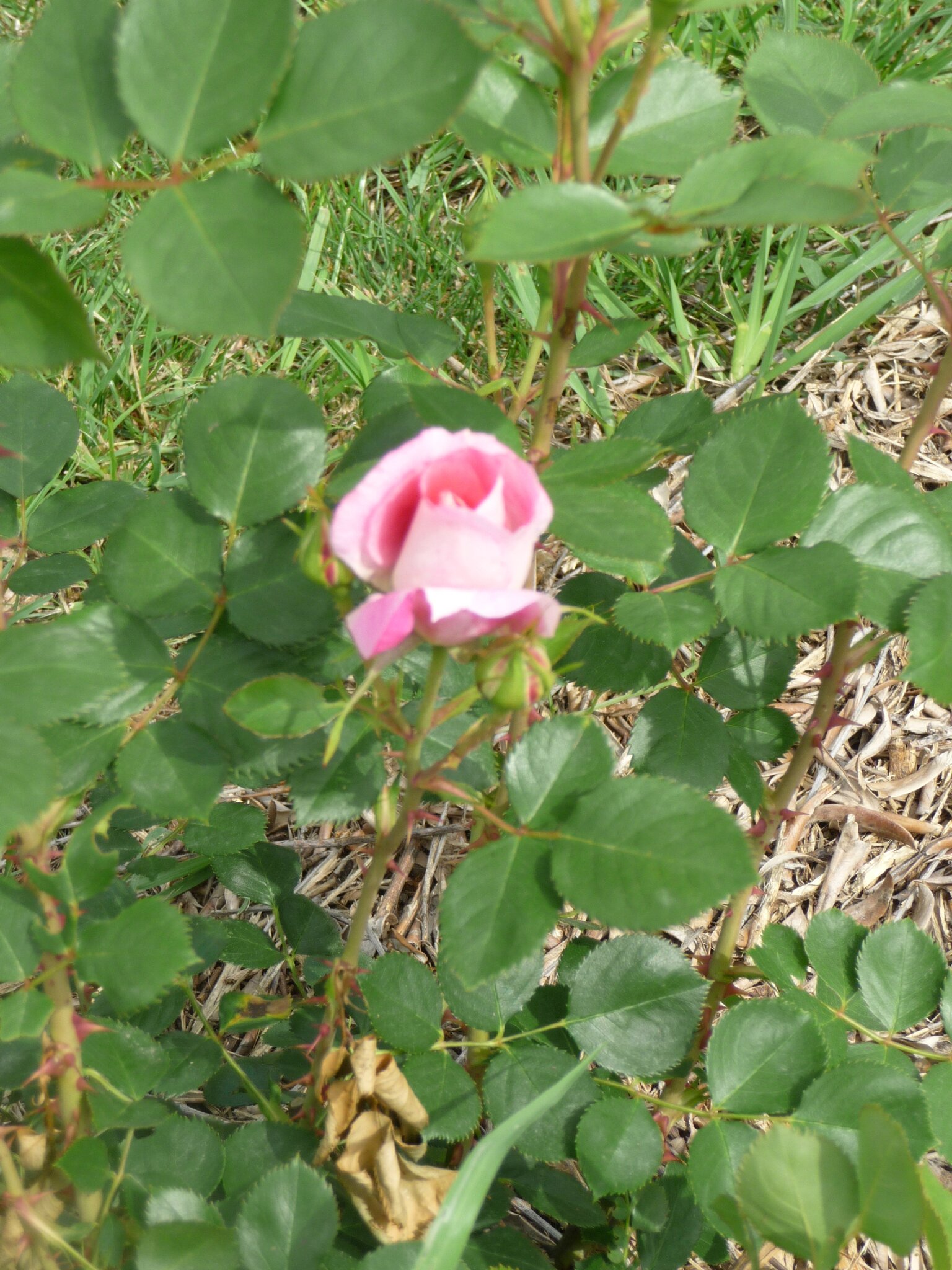 P1040271