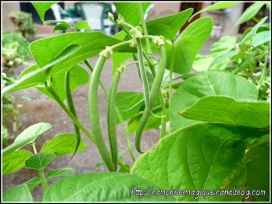 haricots verts qui poussent