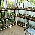 cactus succulentes & co