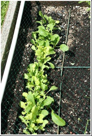 mesclun