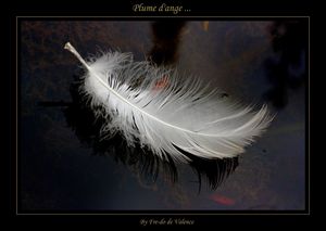 Plume_dange_a19136299