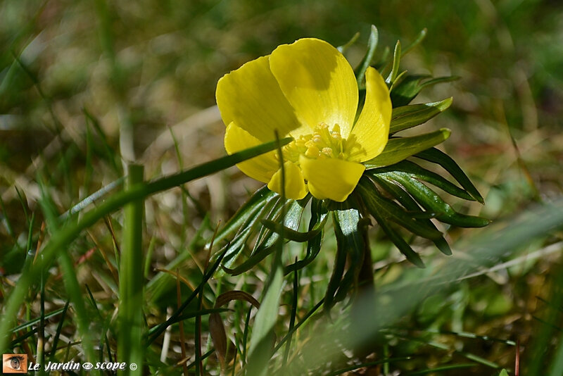 Eranthis hyemalis