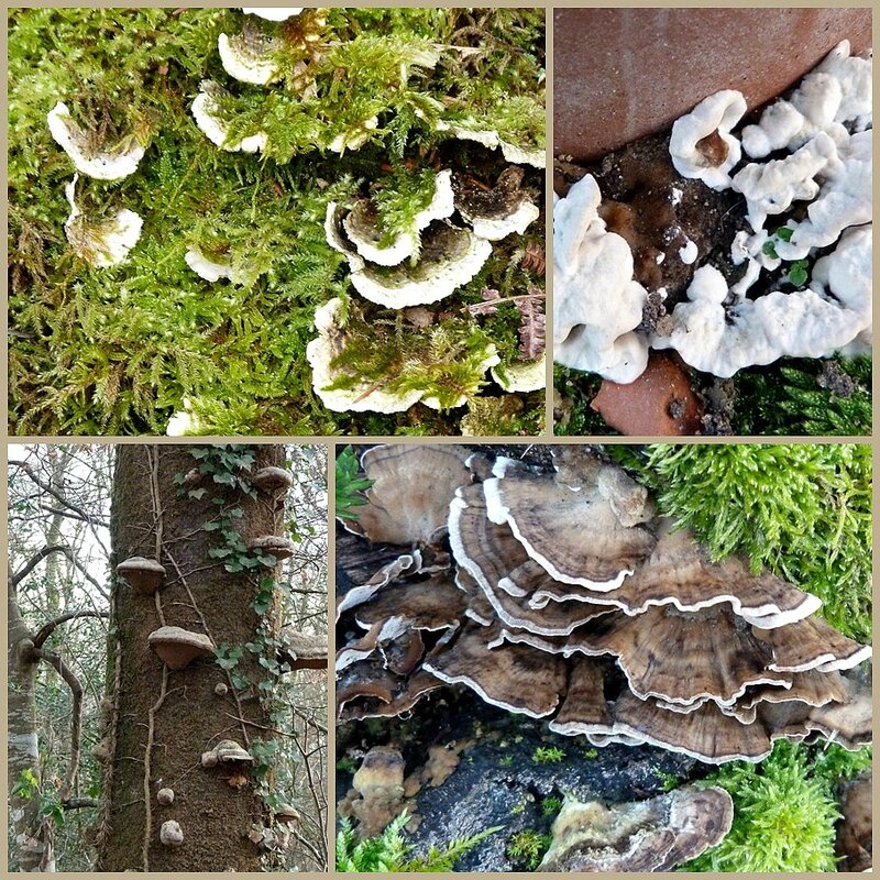 champignons sur bois