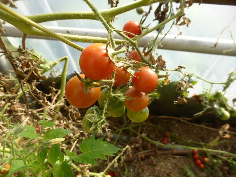 11-tomates (2)