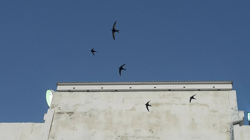 Israel_Teva School nestboxes