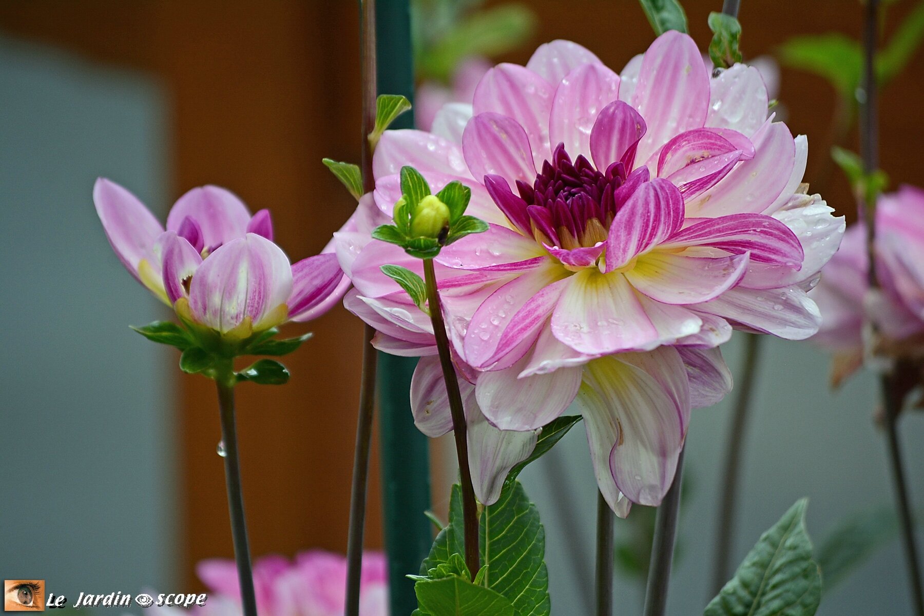 Dahlia Prestance  (label Rouge)