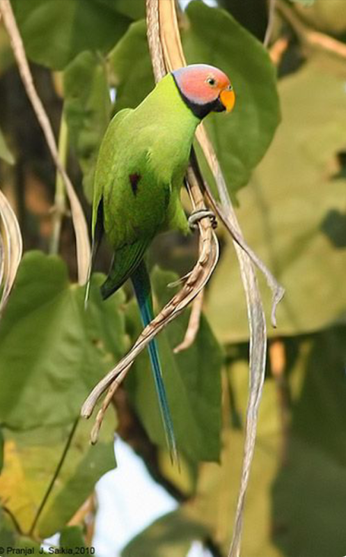 Blossom-headed Parakeet Bird
