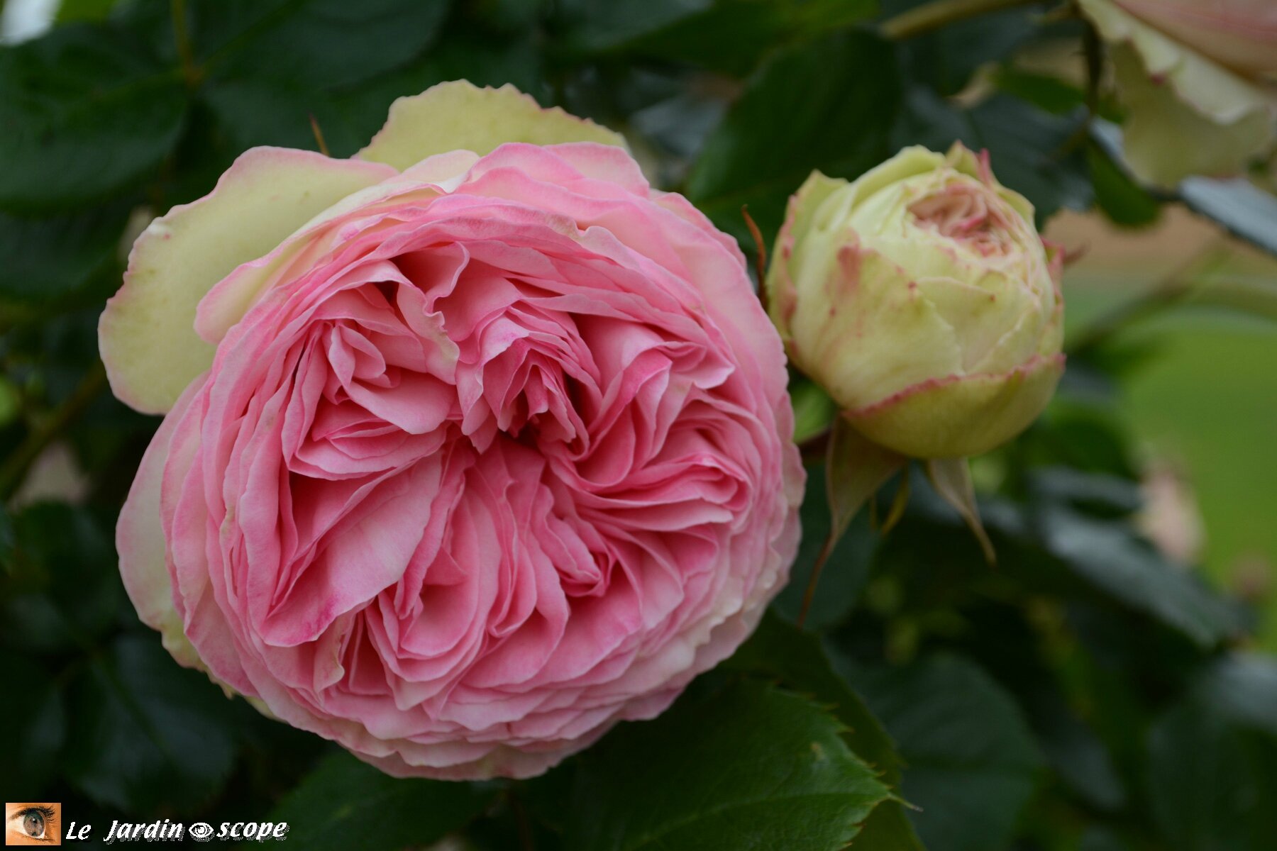 Le Rosier Pierre de Ronsard