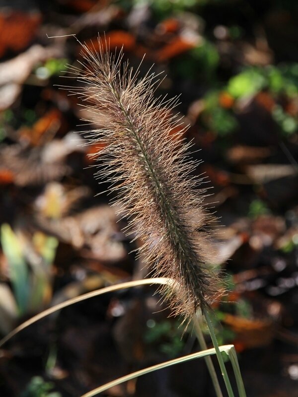 pennisetum red buttons