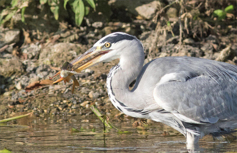 Oiseau héron gros poisson 10 110920 ym
