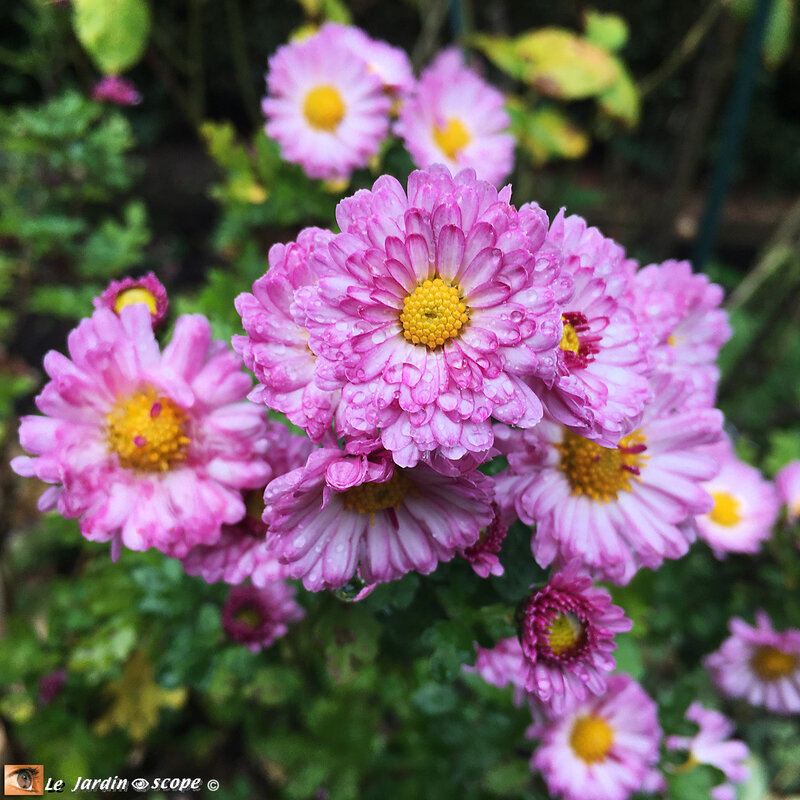 Chrysanthème-indica-rose-2