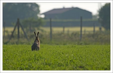 plaine_lievre_lumiere_matin_2_regarde_maison_220510