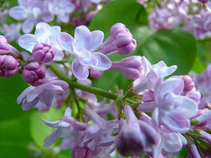 fleurs-lilas