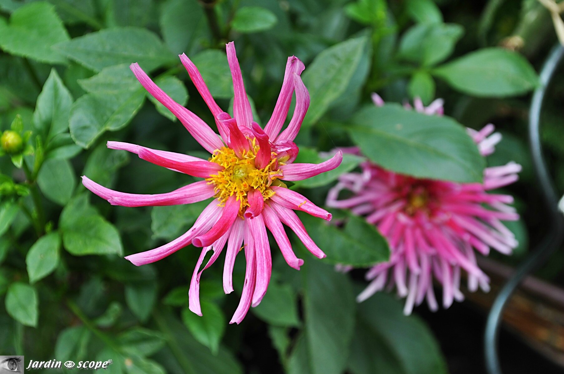 Dahlia-cactus-Parc-Princess
