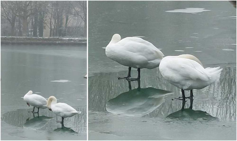 cygnes