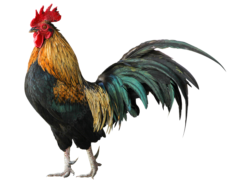 Coq