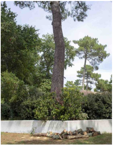 au secours des pins