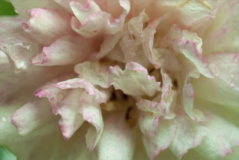SM Rose blanche pluie 070619