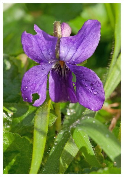ville violette pluie 080213 5