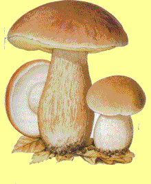 boletus