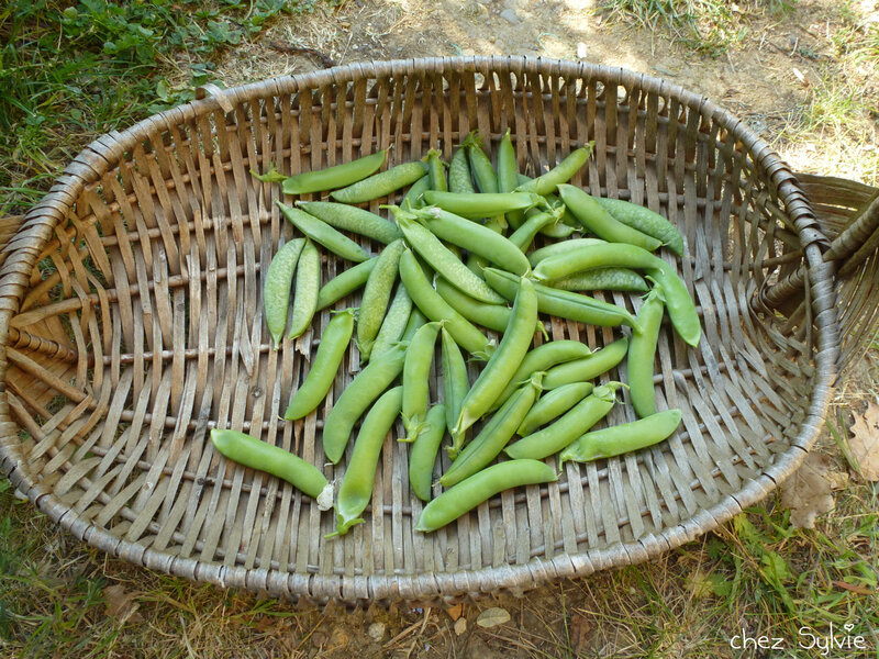 Petits pois 21-04-18