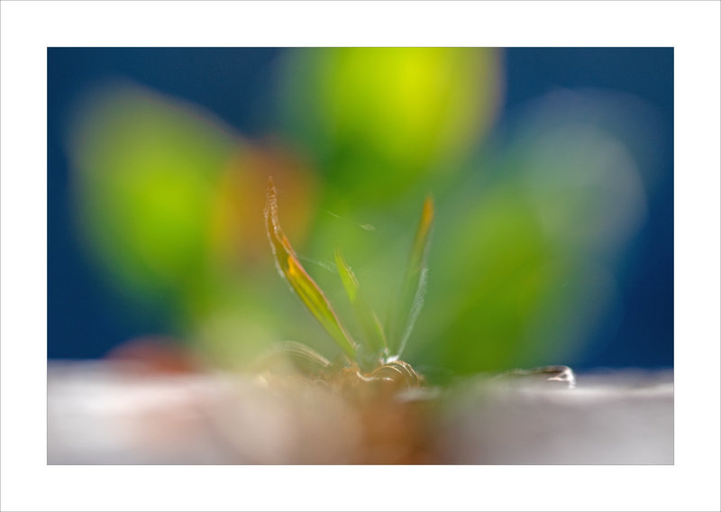 Mur macro plante théatre 140623 3