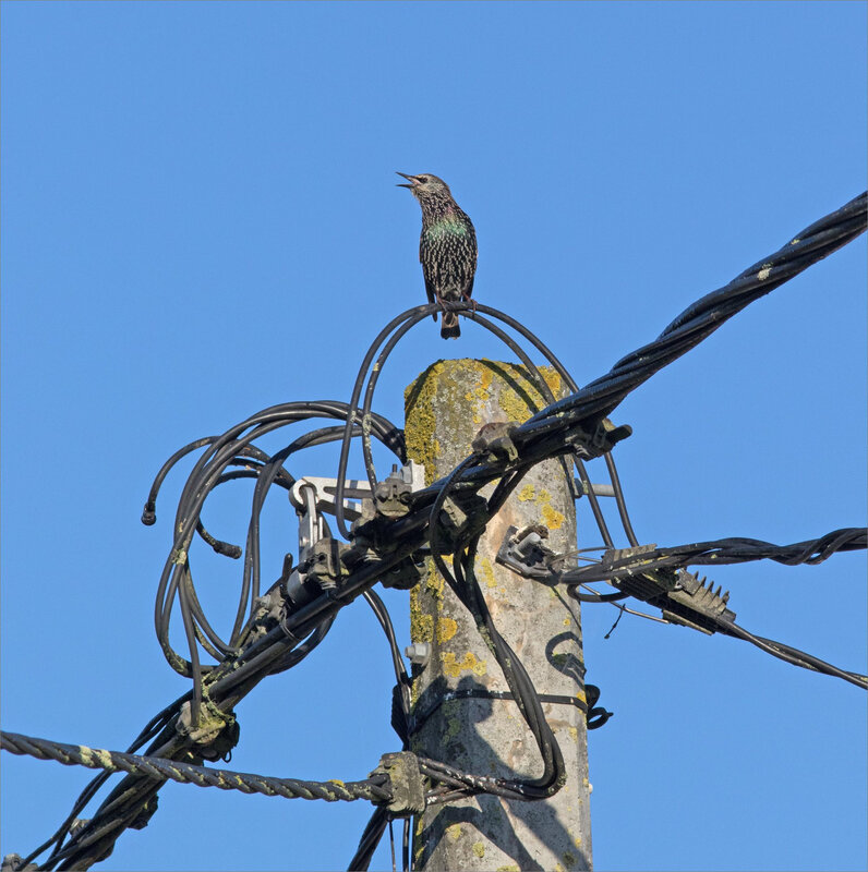 ville oiseau etourneau émission 1 180917