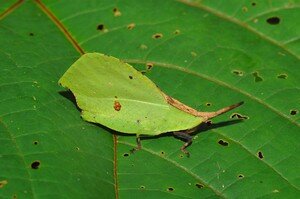 Leaf_Insect_Sp1__9_