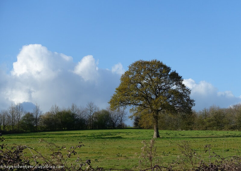 printemps chêne