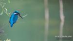 Martin-pêcheur d'Europe (Alcedo atthis - Common Kingfisher)